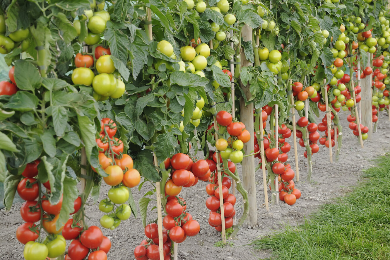 Подвязать помидоры в теплице фото