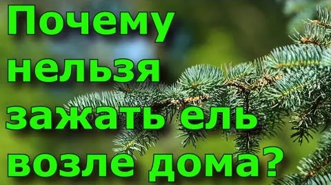 Можно ли верить в примету о том что елки нельзя сажать около дома?