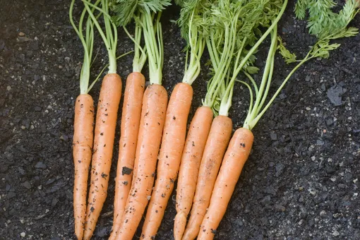 7 причин, почему сохнет и желтеет морковь на грядке и что нужно делать