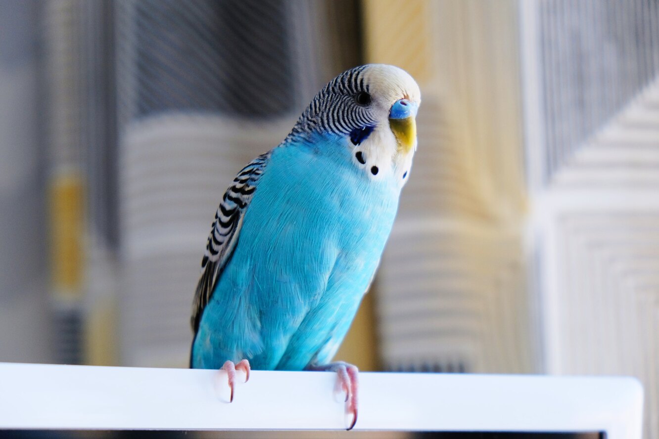 Волнистый попугайчик голубой голубой