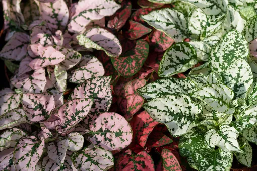 «Растение в горошек»: как ухаживать за гипоэстесом листоколосниковым и кроваво-красным в домашних условиях