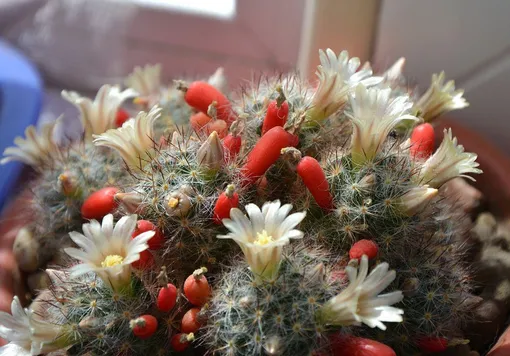 Маммиллярия Пролифера (Mammillaria prolifera)