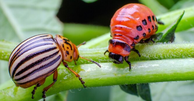 Методы борьбы против колорадского жука