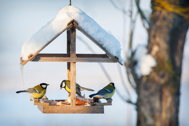 Статья: Помощь птицам зимой - доброе дело каждого