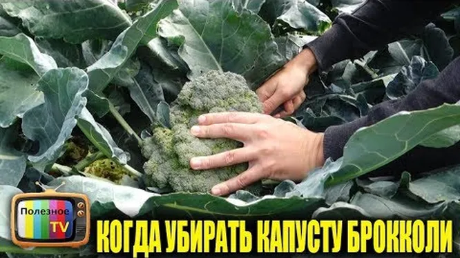 Нажми и смотри