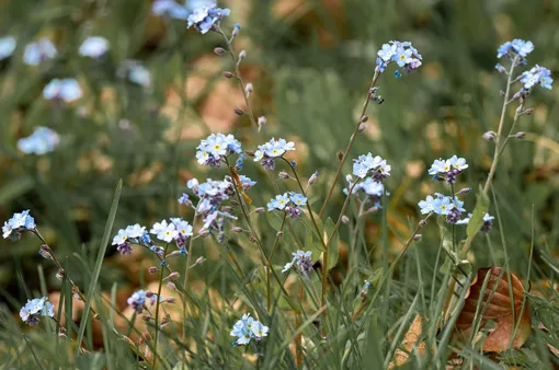 Незабудка полевая (Myosotis arvensis)