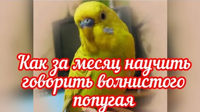 Нажми и смотри