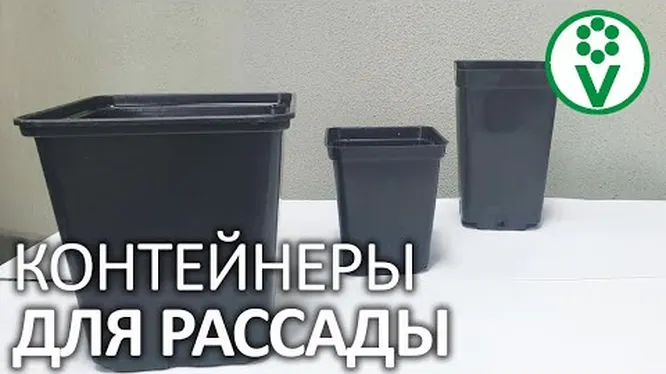 Рассада на подоконнике: как посадить и ухаживать