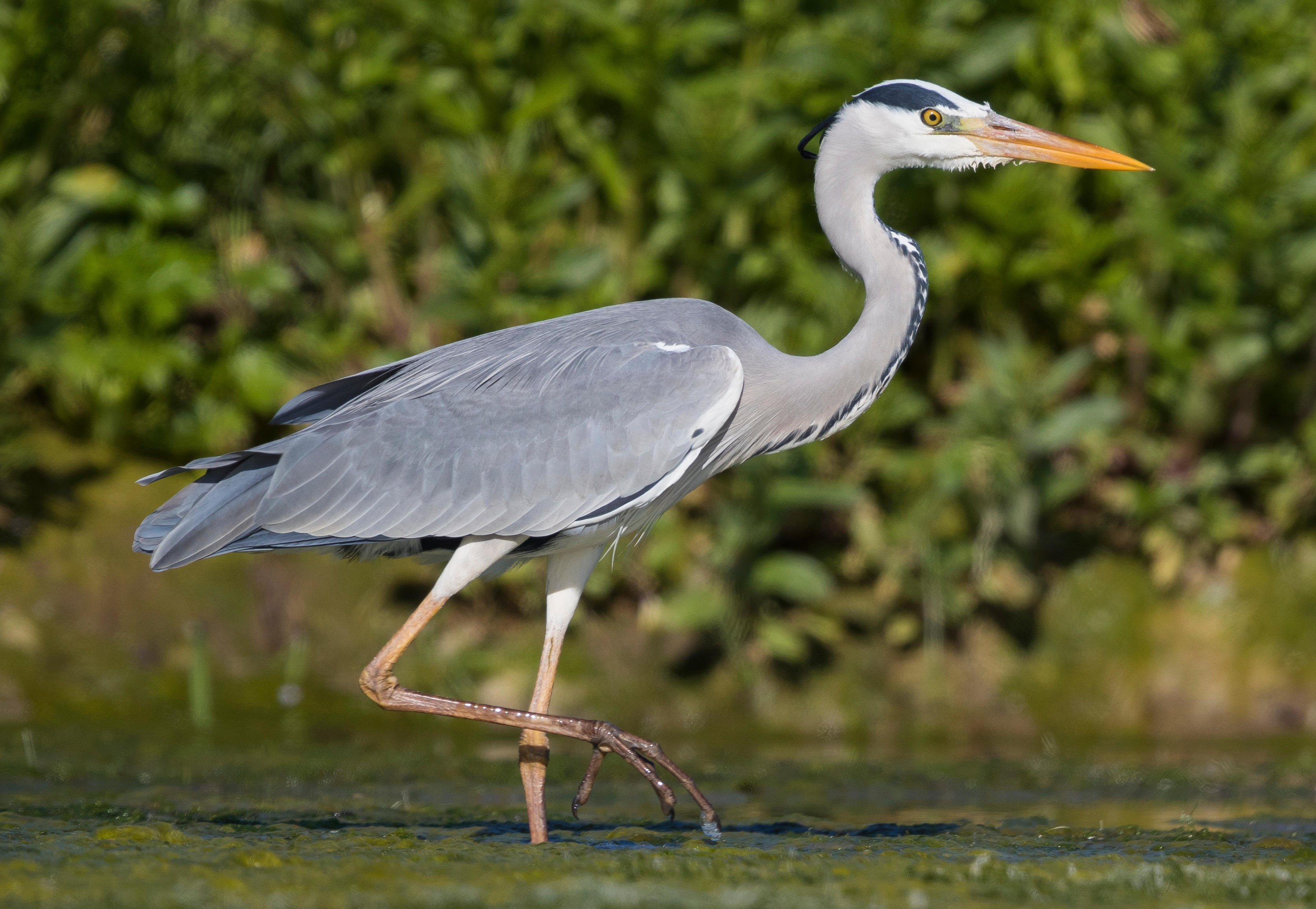 Цапля турчанинова. Серая цапля. Голубоногая цапля Egretta rufescens. Цапля Голиаф. Серая цапля ноги.