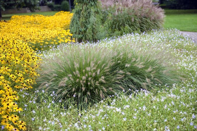 Декоративные травы и злаки для сада: что посадить на дачном участке, фото и видео