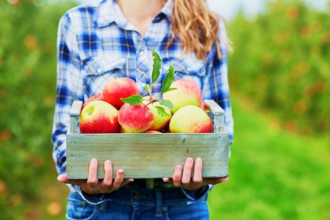 «Детство» яблони: причины несъедобности первых яблок