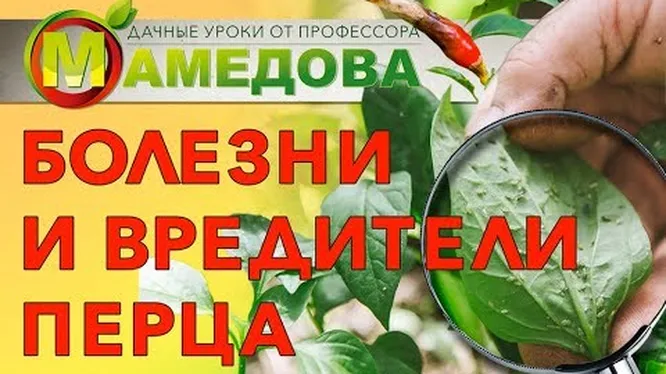 На листьях перца появились дырочки: что делать и как спасти урожай