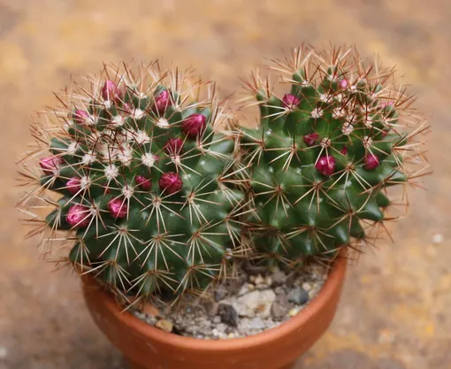 Кактус Маммиллярия (Mammillaria): описание растения