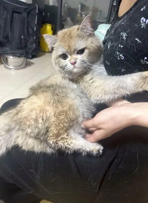 Кошка Цзиньгудяо после спасения от пожара