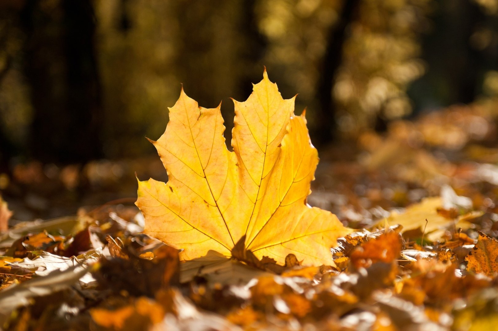 Нужно ли убирать из сада опавшие осенью листья | Дела огородные (paraskevat.ru)