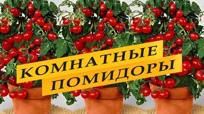 Технология выращивание томатов на гидропонике