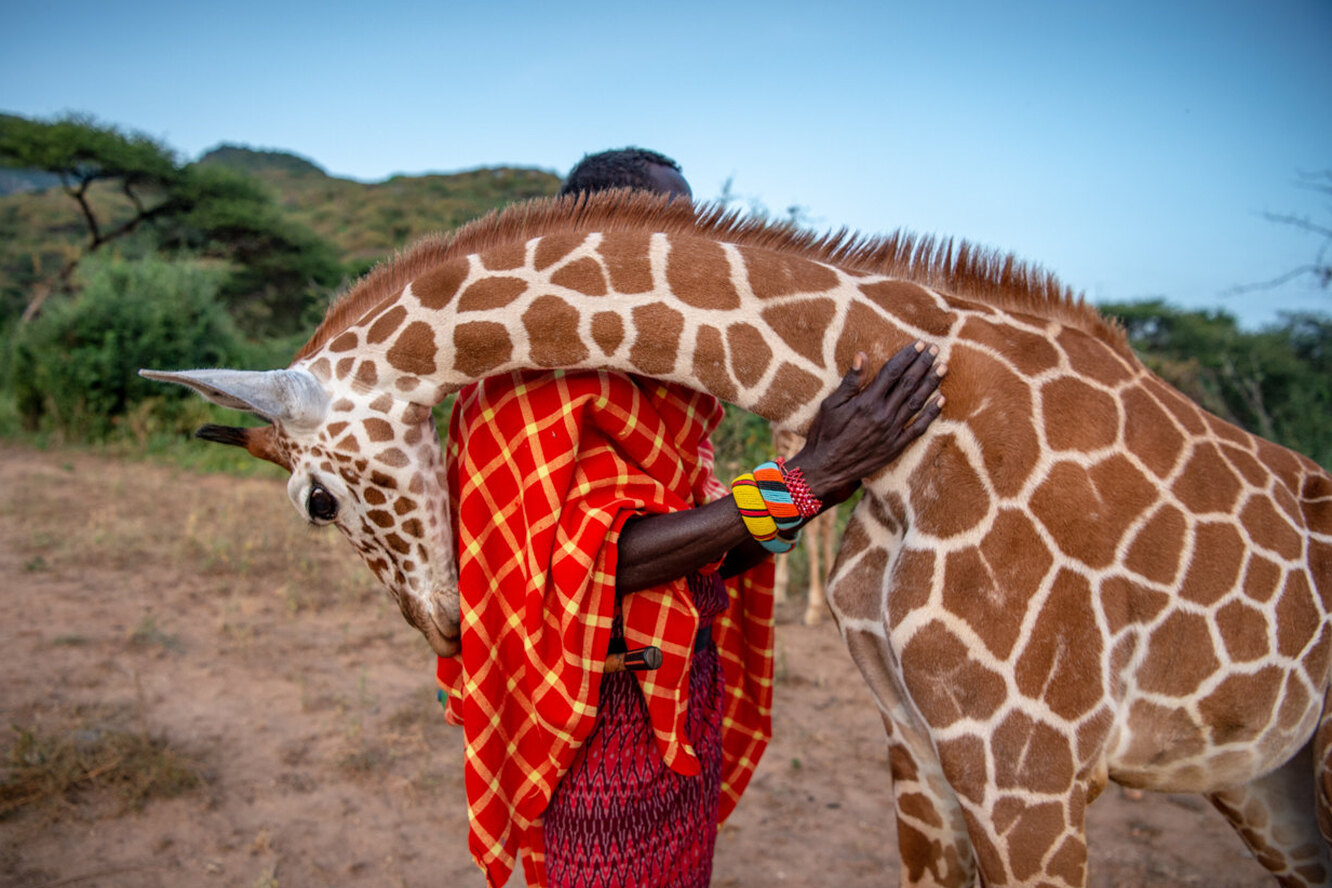 Жирафы National Geographic