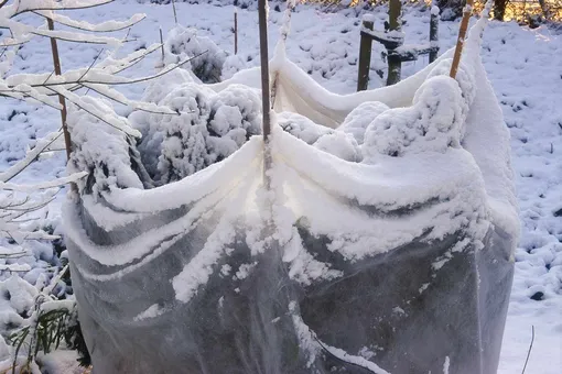 Защита луковичных, клубневых и корневищных растений от мороза