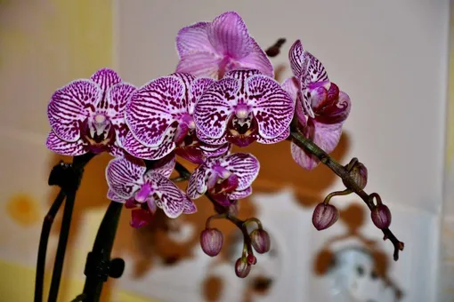 Фаленопсис (Phalaenopsis)