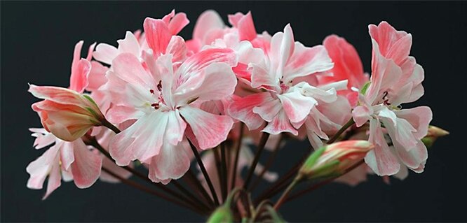 Герань (57 фото) — роскошные и красивые цветы для большого сада