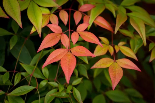Листья нандины красные и зеленые