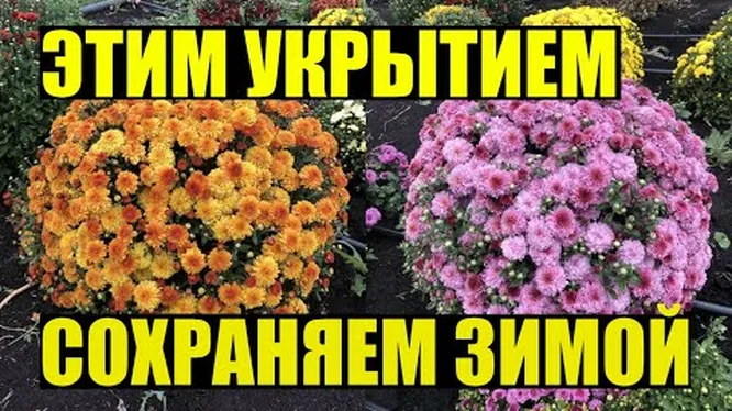 Нажми и смотри