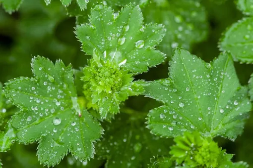 Alchemilla mollis красиво смотрится в каплях дождя