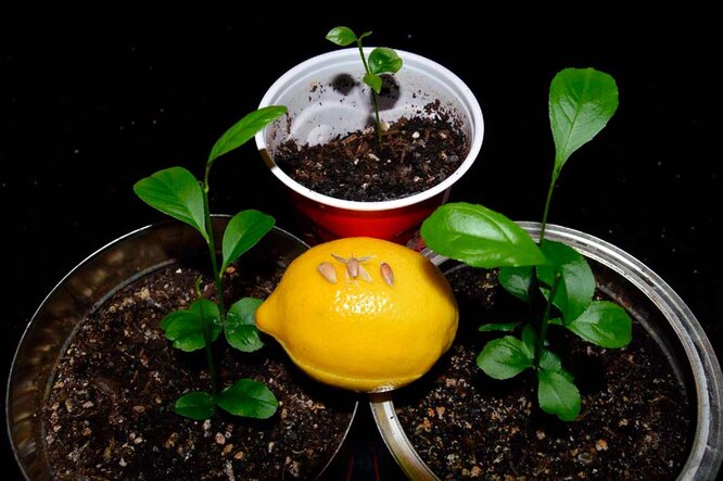 Вырастить лимон с плодами