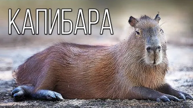 Нажми и смотри