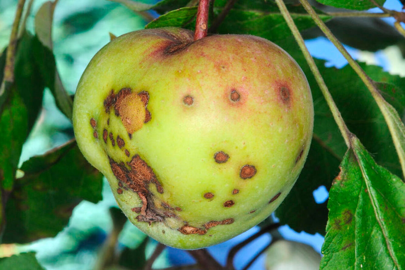 Заболевание яблонь фото