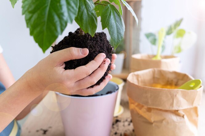 Комнатный гибискус: уход и выращивание в домашних условиях