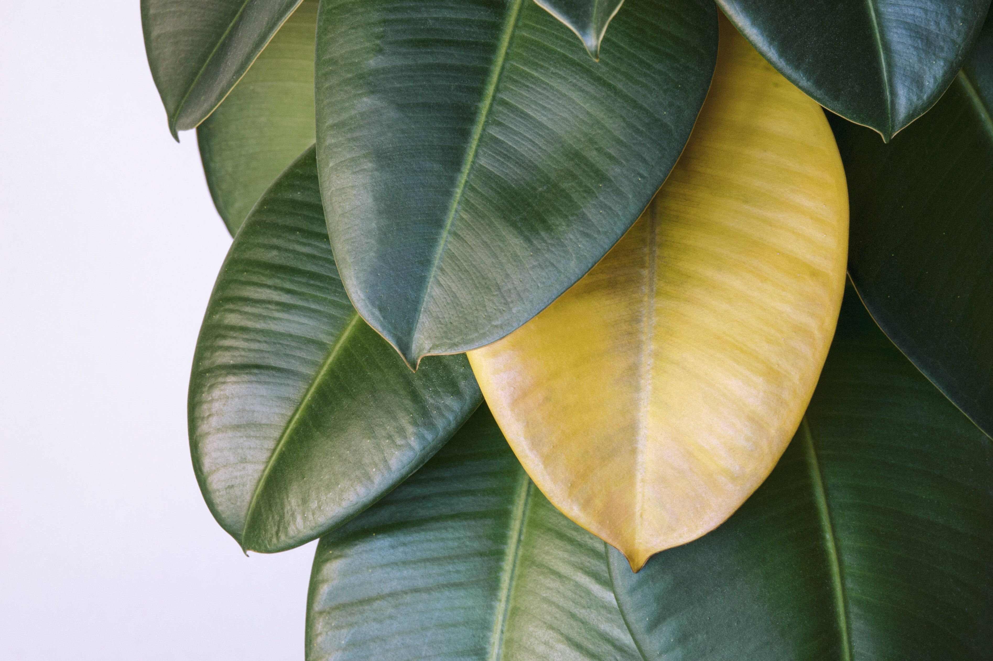 Почему желтеют кончики и края листьев у комнатных растений