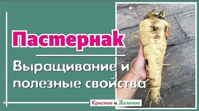 Нажми и смотри