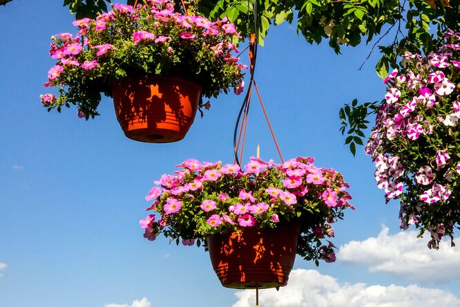Подвесные корзины — отличный способ добавить красок в ваш сад | VK