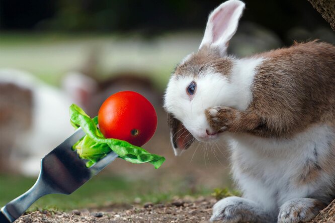 Почему для кроликов так важен правильный рацион
