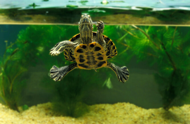 Площадка для черепах на аквариум Reptology, 43×36 см