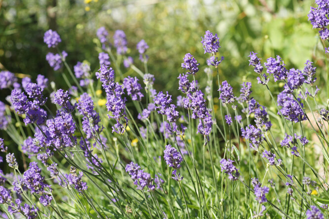 Полевые цветы фиолетовые длинные